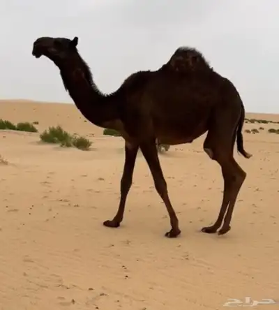 بكره مفروده كفو رونق وعظم رقم 1 2