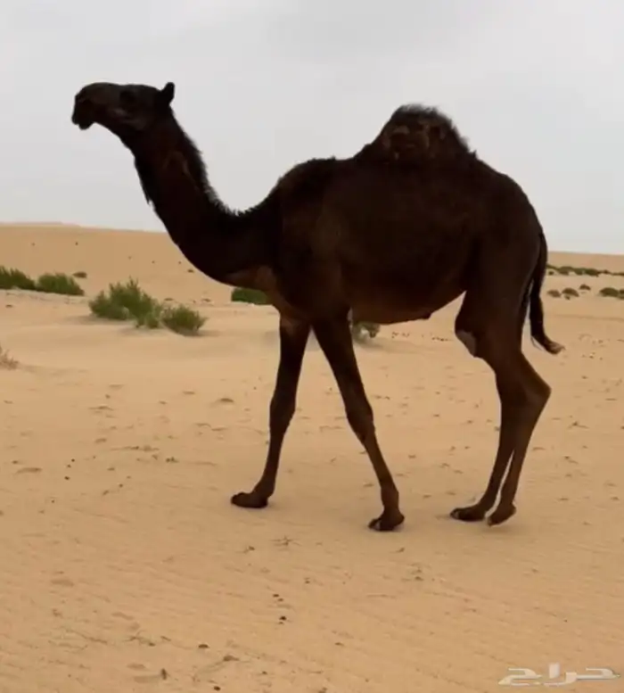 بكره مفروده كفو ( تم البيع ) 2