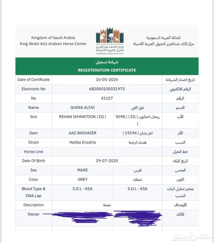 للبيع فرس مصرية بيور index