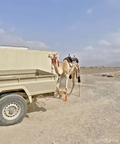 جمل للبيع 1