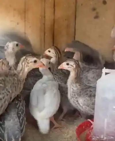 صيصان حبشي حجل دجاج الوادي العمر شهرين تقريبا 1