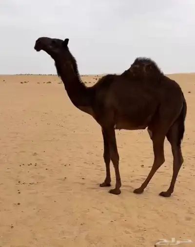 بكره مفروده كفو رونق وعظم رقم 1 0