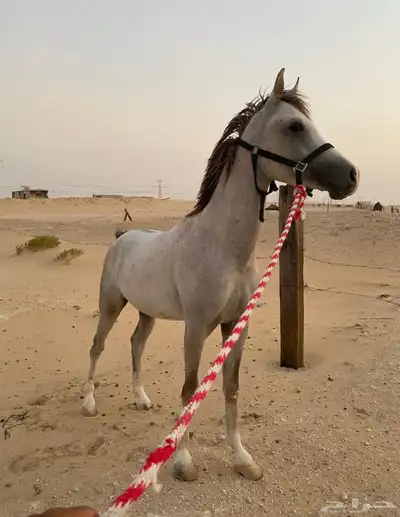 مهر عربي كفوو 0