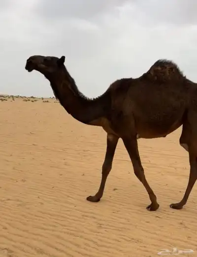 بكره مفروده كفو رونق وعظم رقم 1 1