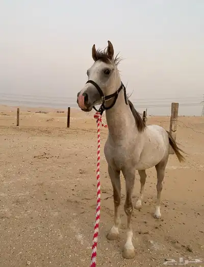 مهر عربي كفوو 1