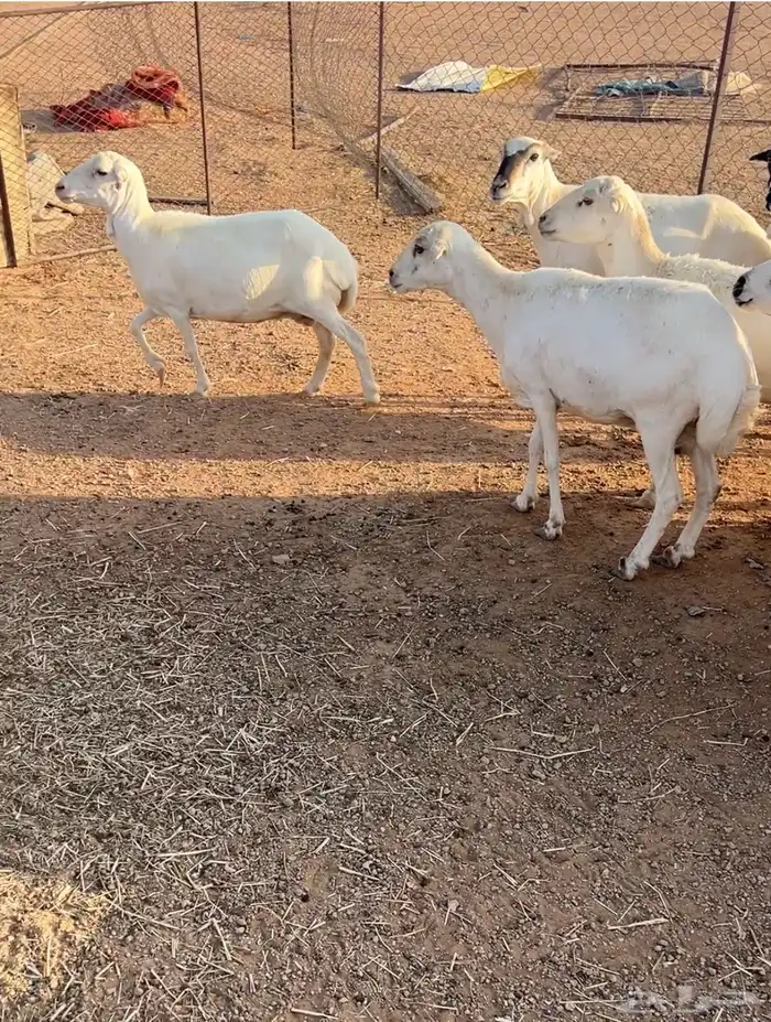 غنم للبيع 2