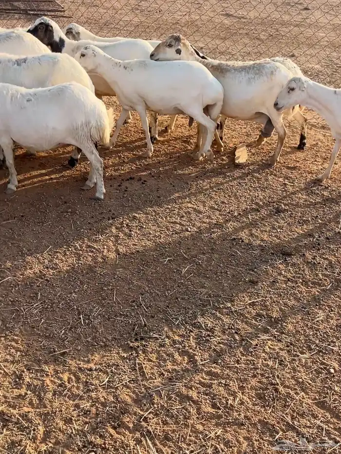 غنم للبيع 8