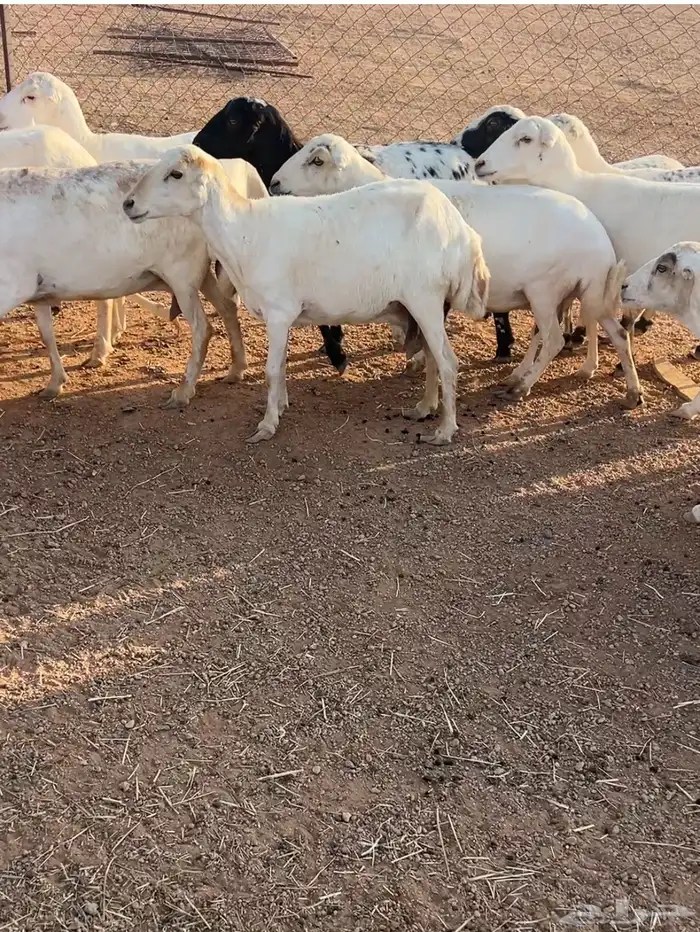 غنم للبيع 6