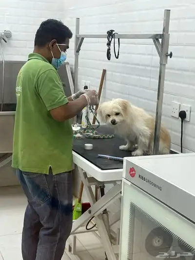 كلب للبيع لطيف و صغير جدا 4