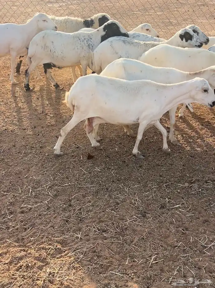 غنم للبيع 1