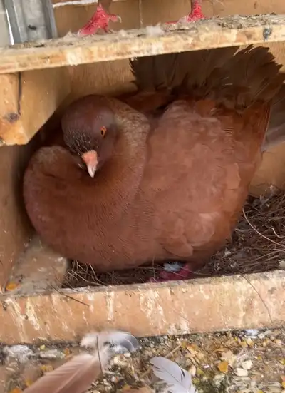 حمام كنق للبيع علئ السوم 1