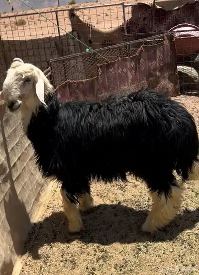 خروف صنف 1