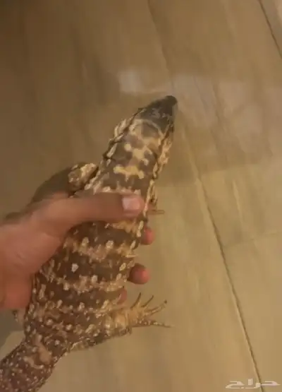 سحلية مفقوووده بالرياض حي الجزيره 2