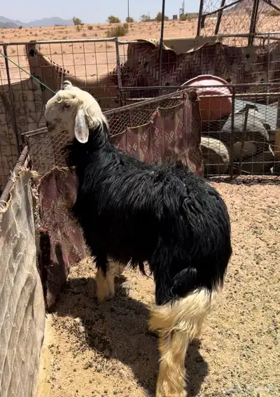 خروف صنف 3