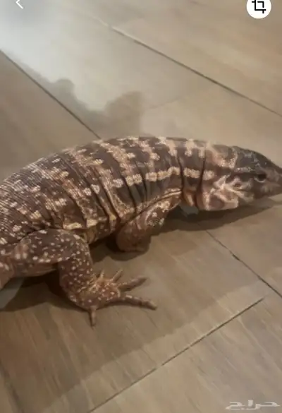 سحلية مفقوووده بالرياض حي الجزيره 4