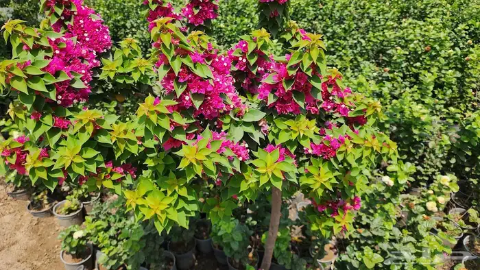 اشجار و شجيرات بأسعار الجملة 2