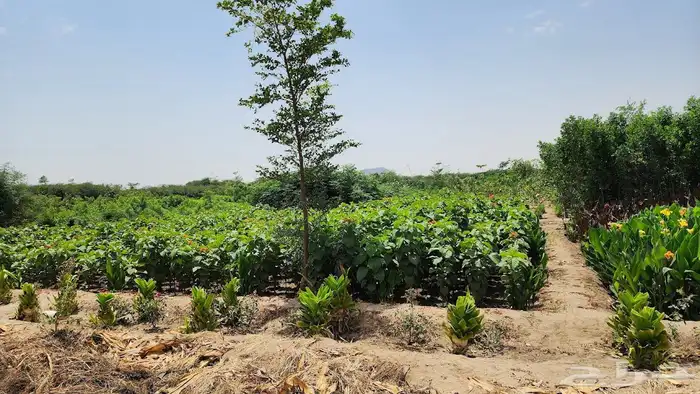 اشجار و شجيرات بأسعار الجملة 0