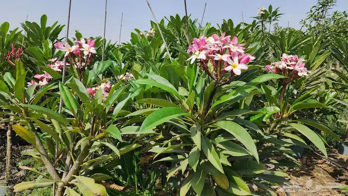 اشجار و شجيرات بأسعار الجملة 7