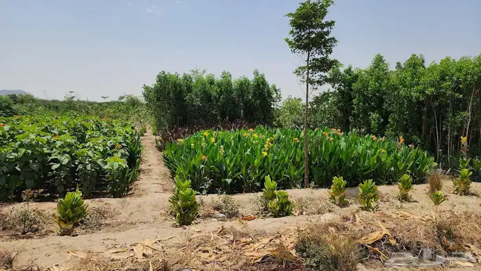 اشجار و شجيرات بأسعار الجملة 1