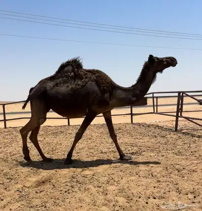 لقحه ملحاء طيبه 1