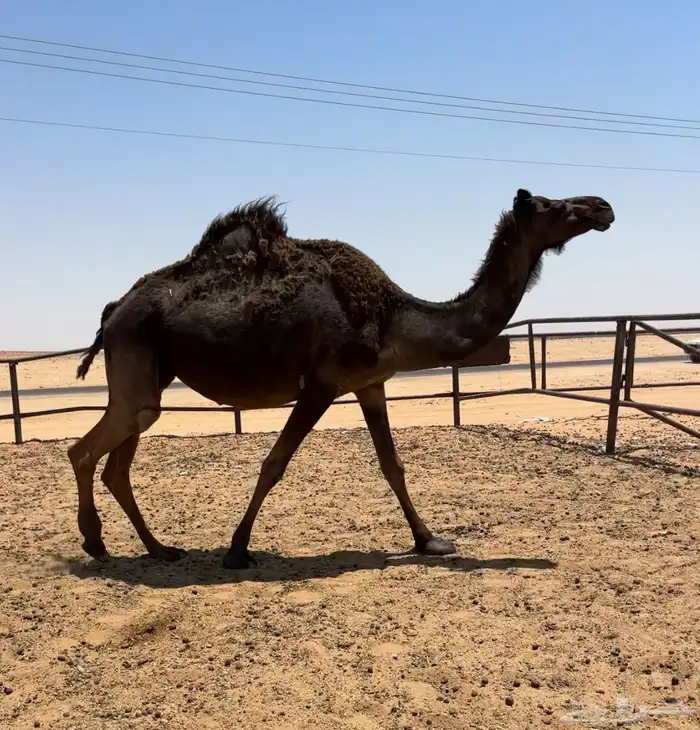 لقحه ملحاء طيبه 1