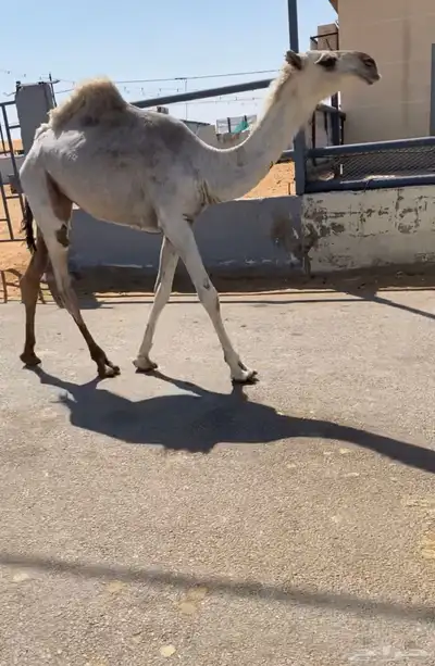 بكره عونيه للبيع 0