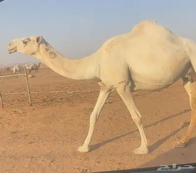 عشرا ثنية معها قعود 0