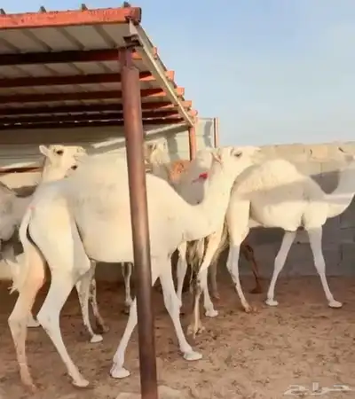 اللبييع حشو مفاريد طيش طيش ماشالله من شحم عددهم 6روس 2