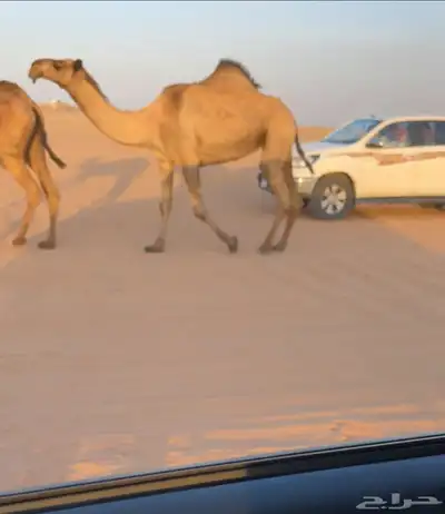 للبيع صفرا حكوميه 0