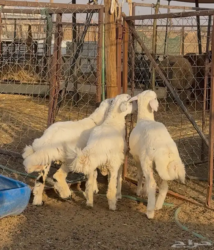 ذبايح للبيع والتوصيل 0