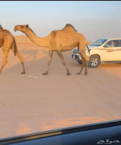 للبيع صفرا حكوميه 1