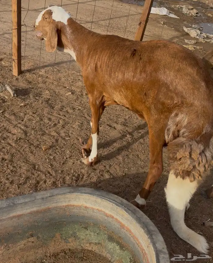 مكة المكرمة 1