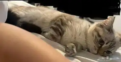 قطط تبني 1
