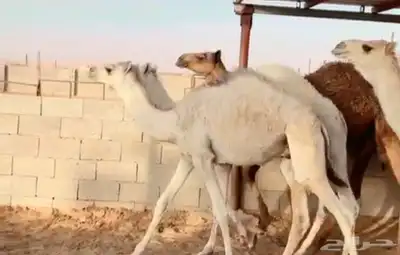 اللبييع حشو مفاريد طيش طيش ماشالله من شحم عددهم 6روس 1