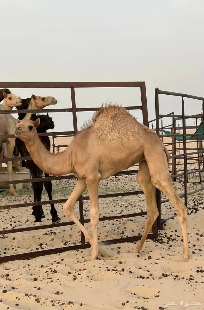 بكره مهجنه 0