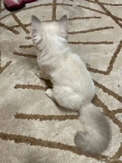 قط انثى هملايا 2
