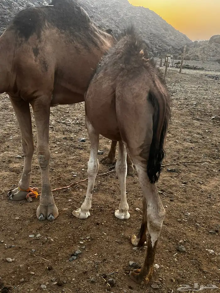 قعدان للبيع 3