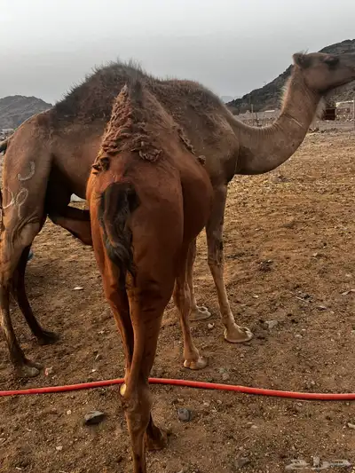قعدان للبيع 2