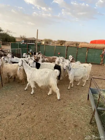 معزا 18 فوااخر 1