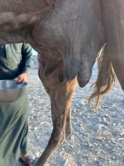 ناقه عشراء 0