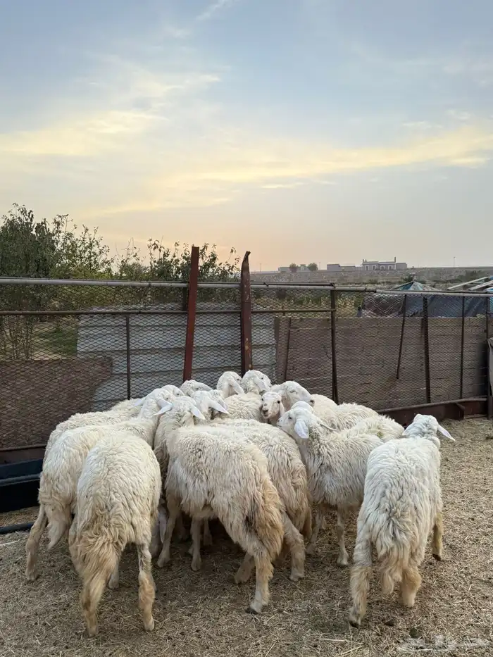 رخال للبيع 2