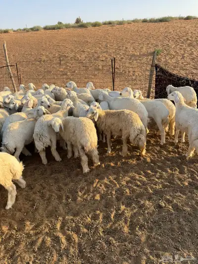 بعم حري عدد 114 2