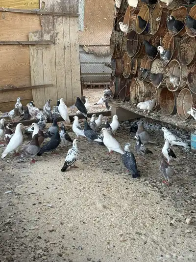 حمام سلفر وبلدي 1