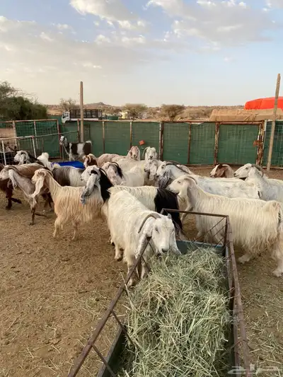 معزا 18 فوااخر 2