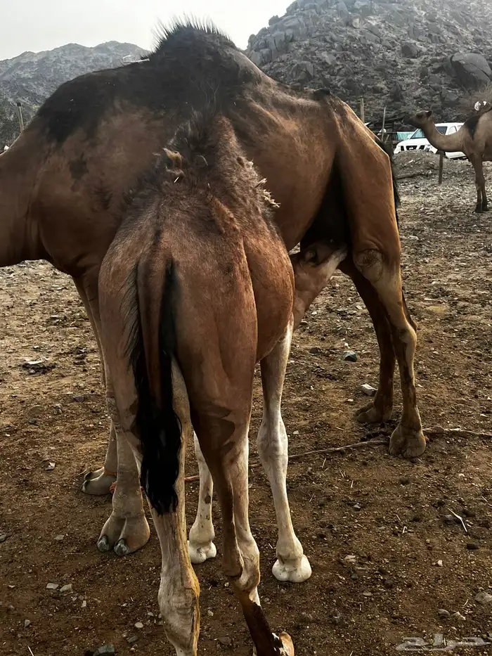 قعدان للبيع 4