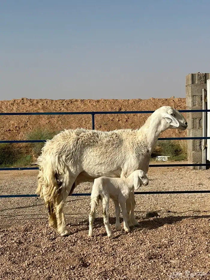 للبيع حريه والد صنف((تم البيع تم البيع )) 1