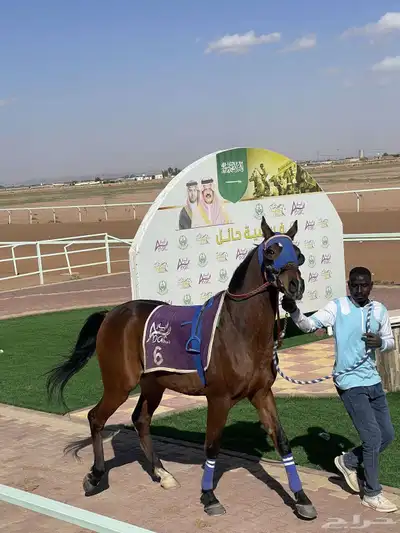 حصان فرنسي سرعه 1