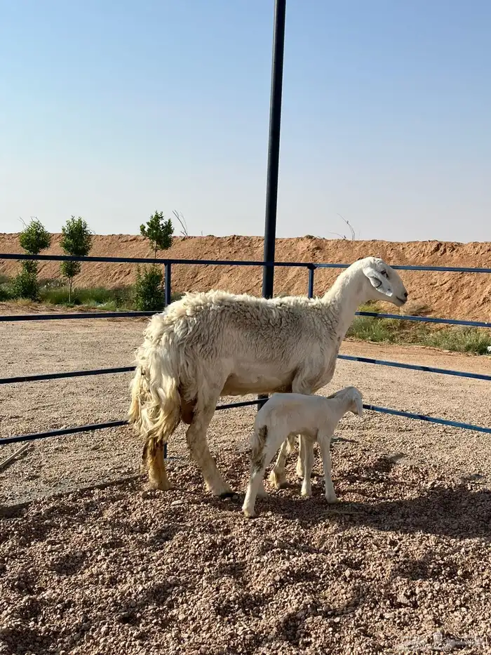 للبيع حريه والد صنف((تم البيع تم البيع )) 0