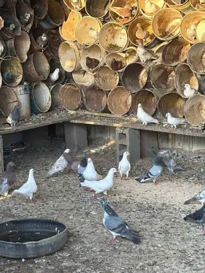 حمام سلفر وبلدي 3