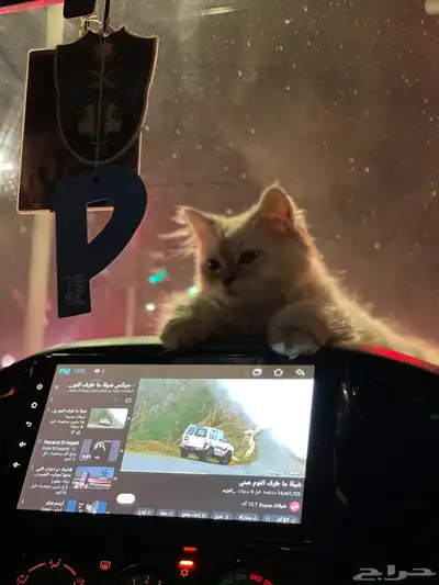 قط انثى هملايا 5